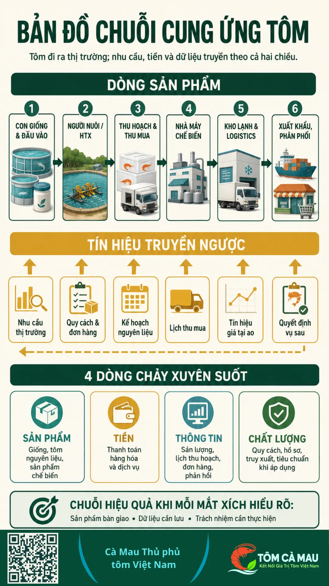 Bản đồ chuỗi cung ứng tôm và các dòng lưu chuyển chính