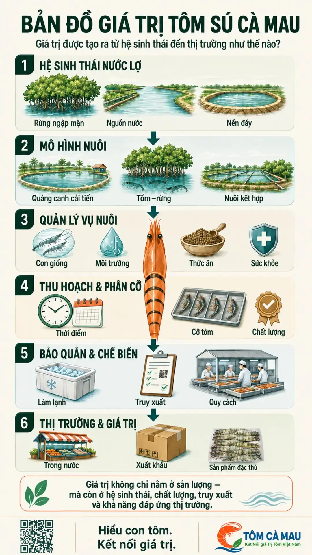 Chuỗi giá trị tôm sú từ vùng nuôi đến thị trường