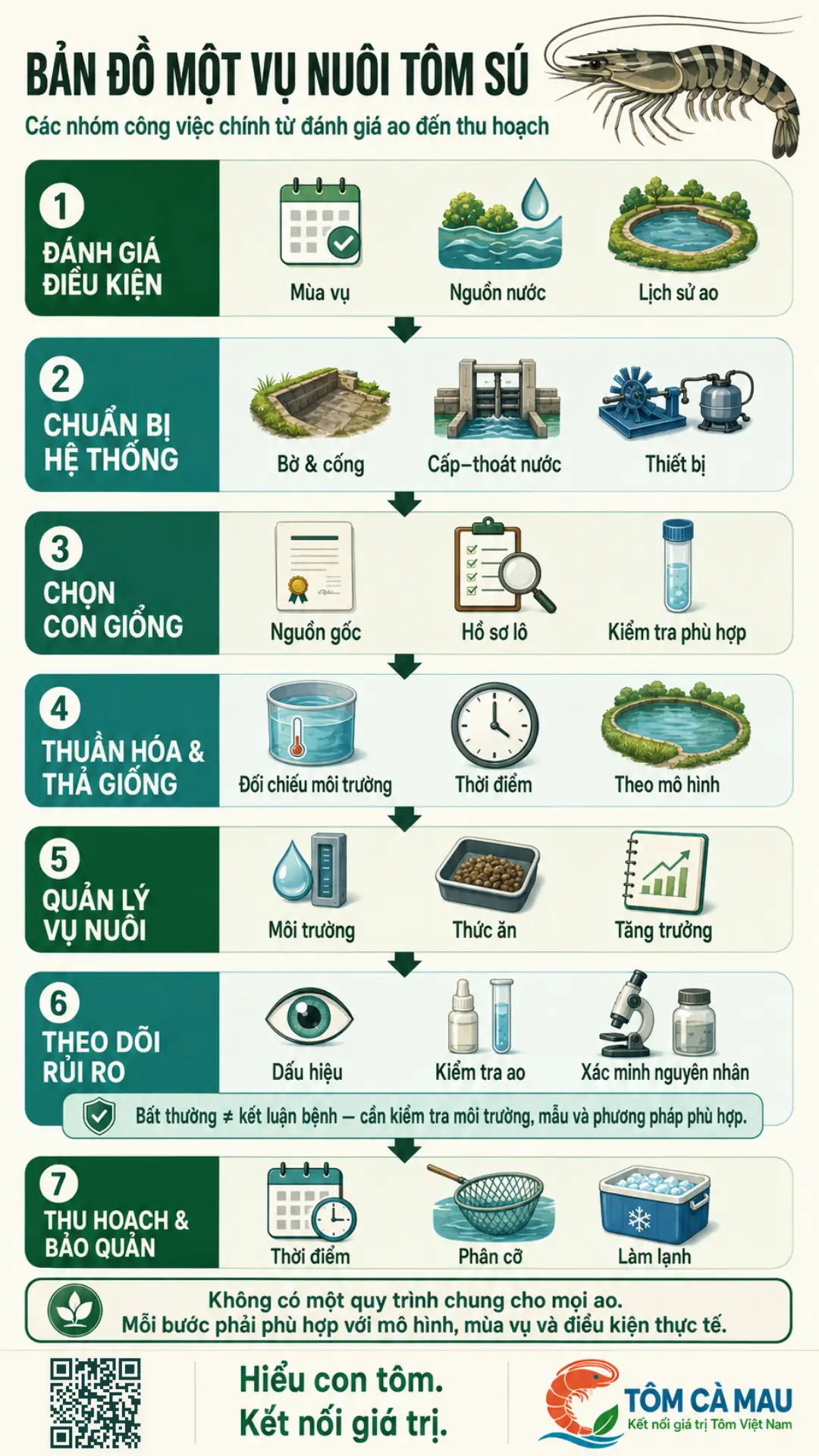 Infographic bản đồ một vụ nuôi tôm sú từ ao đến thu hoạch
