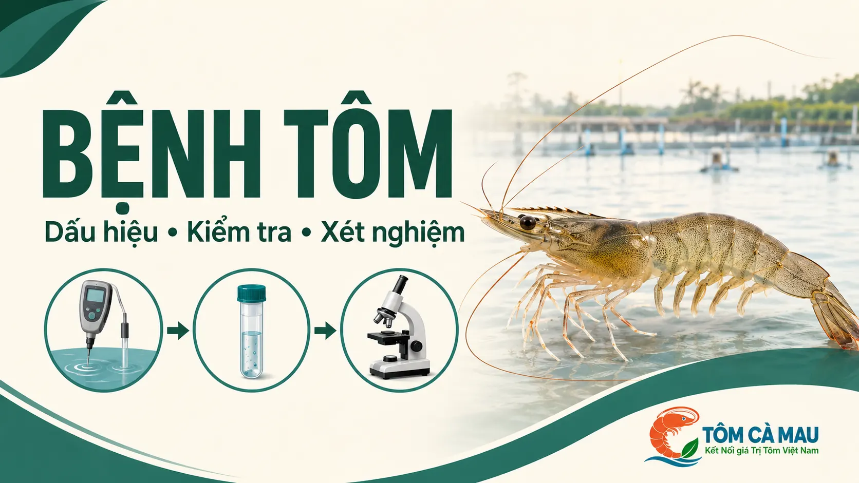Bệnh tôm và quy trình kiểm tra dấu hiệu, lấy mẫu, xét nghiệm