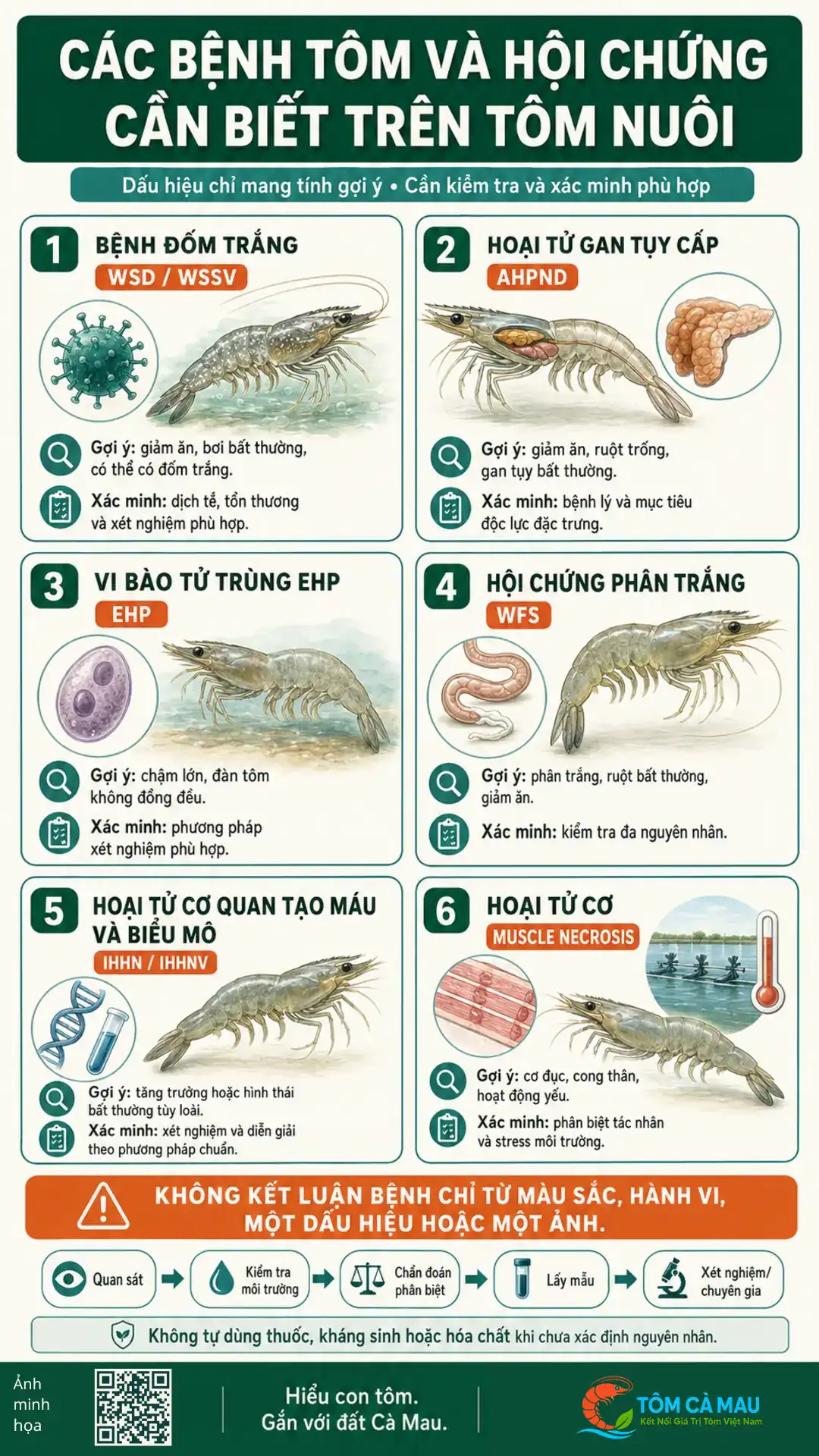 Các bệnh tôm và hội chứng thường gặp cùng hướng kiểm tra xác minh
