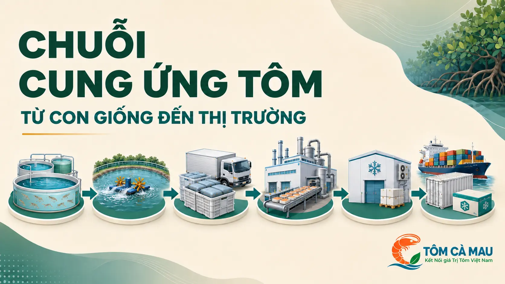 chuoi-cung-ung-tom-tu-con-giong-den-thi-truong-VN-quoc-te Sơ đồ chuỗi cung ứng tôm từ con giống đến thị trường