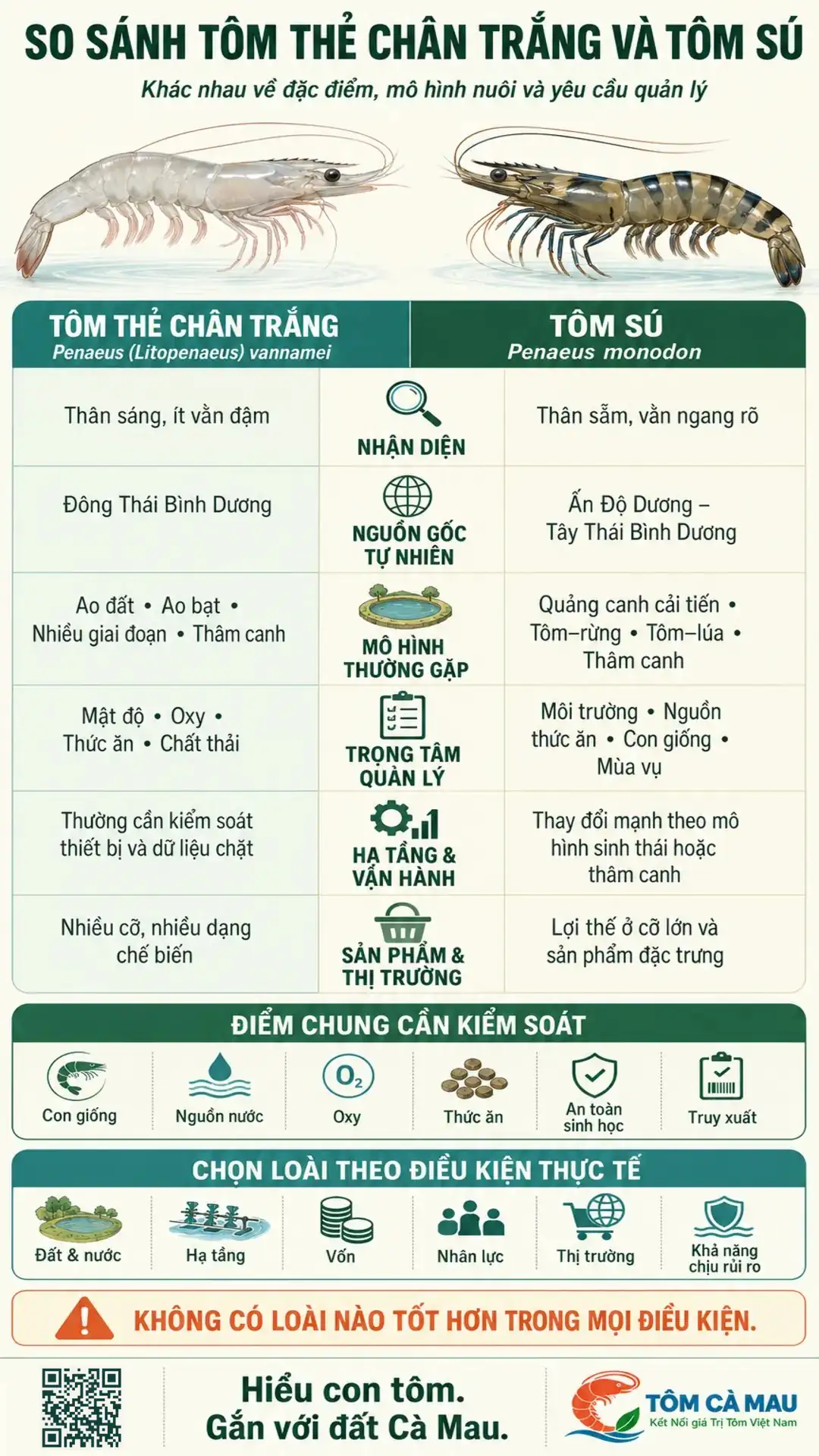 So sánh tôm thẻ chân trắng và tôm sú