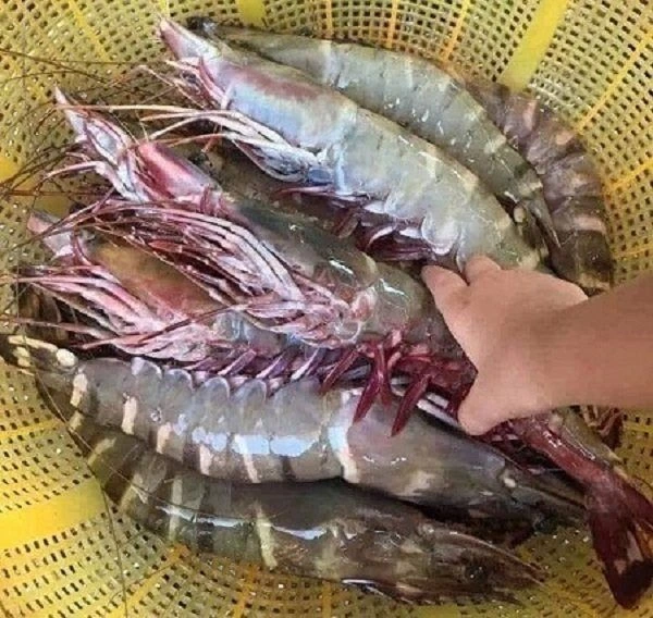 Tôm sú nuôi