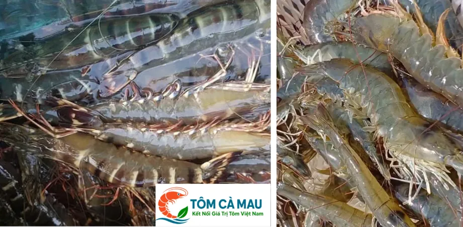 Ảnh hỗ trợ phân biệt tôm sú và tôm thẻ chân trắng - Tôm Cà Mau