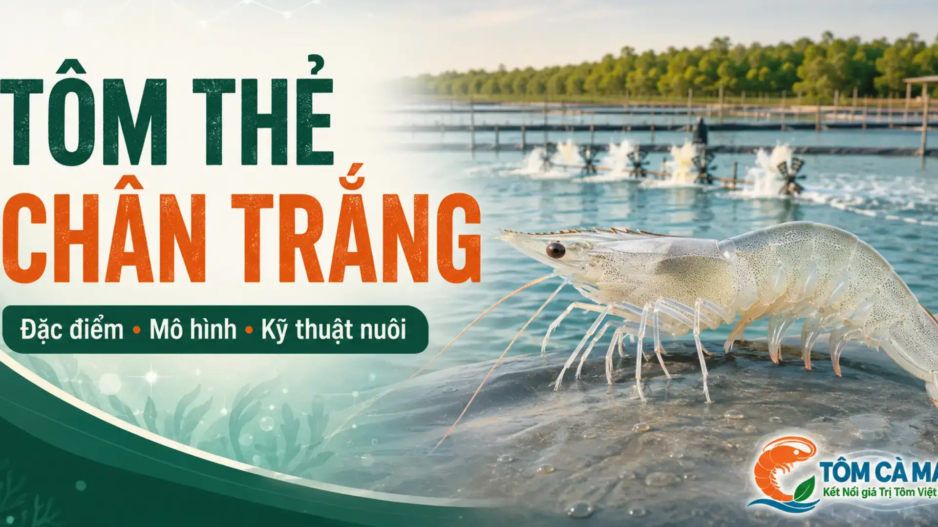 Tôm thẻ chân trắng trong hệ thống ao nuôi hiện đại tại Cà Mau