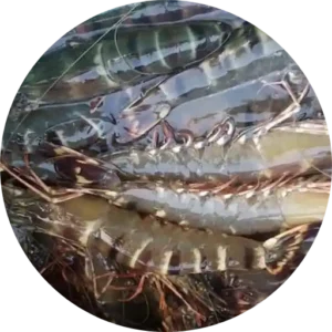 Tôm sú nguyên liệu tươi