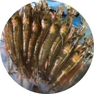 tôm thẻ sống - L_live shrimp price - giá tôm thẻ sống